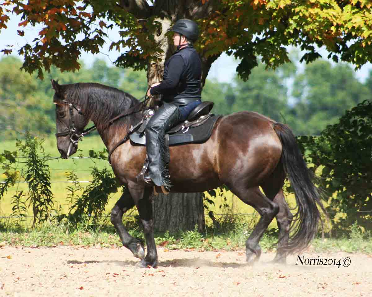 Öppen träning - tema WESTERN DRESSAGE, plats kommer